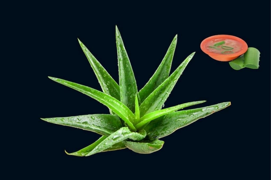 Best aloe vera gel in India