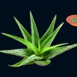 Best aloe vera gel in India